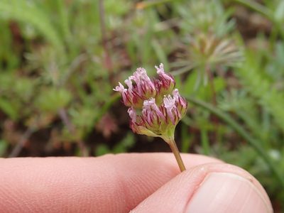 Valeriana ciliosa, photographed by joergmlpts