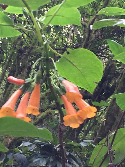 Solenophora calycosa, photographed by tlaloc27