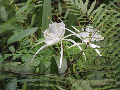 Hymenocallis tridentata, photographed by Patrick Jackson