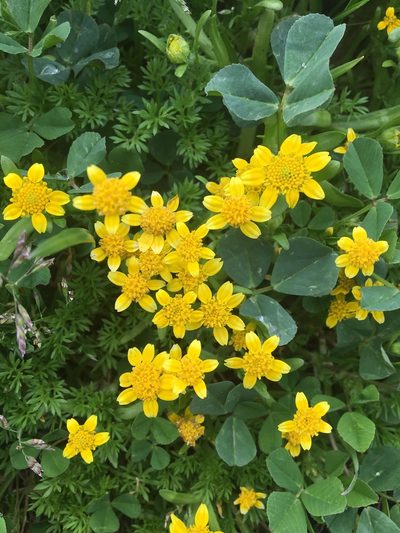 Lasthenia minor, photographed by Mark