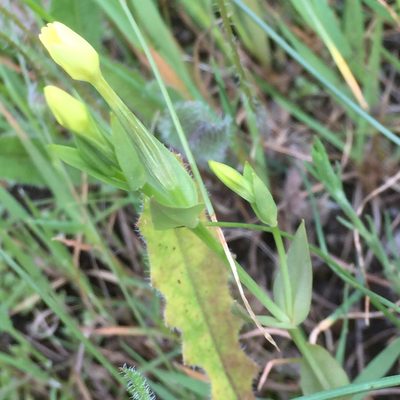 Centaurium maritimum, photographed by Andre Hosper