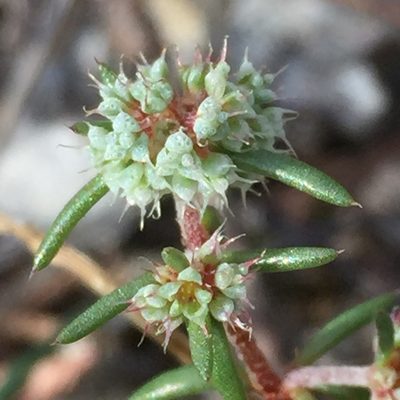 Chaetonychia cymosa, photographed by Andre Hosper