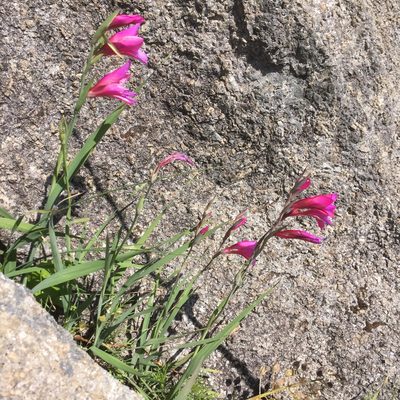 Gladiolus illyricus, photographed by Andre Hosper