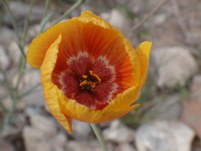 Linum vernale, photographed by Alie / C.A. Kratzer