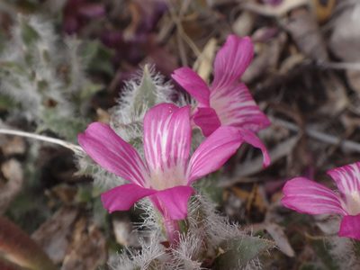 Stenandrium barbatum, photographed by Alie / C.A. Kratzer