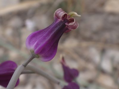 Streptanthus carinatus, photographed by Alie / C.A. Kratzer