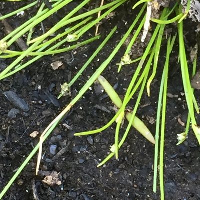 Isolepis setacea, photographed by Andre Hosper