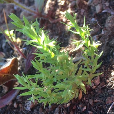 Lysimachia linum-stellatum, photographed by Andre Hosper