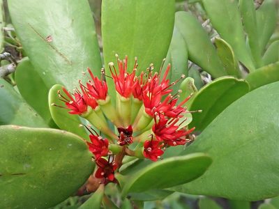 Lumnitzera littorea, photographed by Nolan Exe