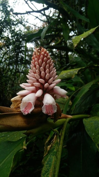Alpinia pricei, photographed by Cheng-Te Hsu
