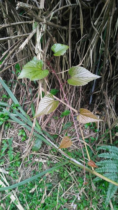 Vitis heyneana, photographed by Cheng-Te Hsu
