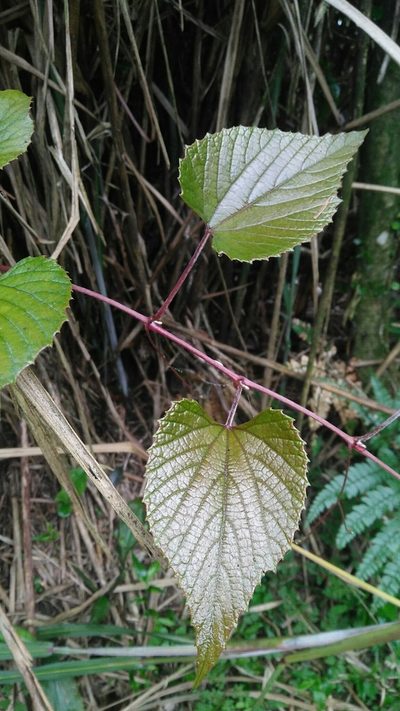 Vitis heyneana, photographed by Cheng-Te Hsu