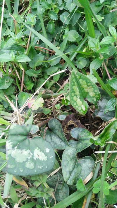 Asarum macranthum, photographed by Cheng-Te Hsu