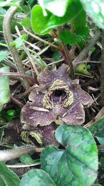 Asarum macranthum, photographed by Cheng-Te Hsu