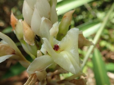 Alpinia oxymitra, photographed by Nolan Exe