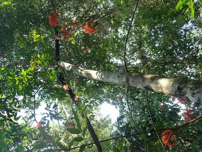 Saraca declinata, photographed by Nolan Exe