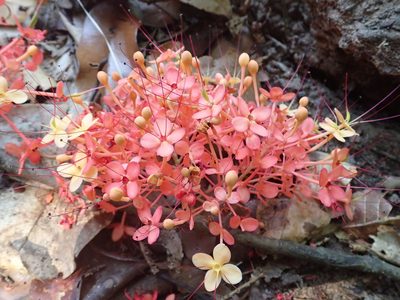 Saraca declinata, photographed by Nolan Exe