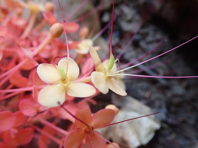Saraca declinata, photographed by Nolan Exe