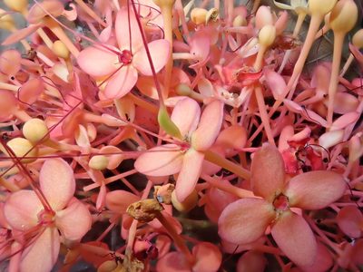 Saraca declinata, photographed by Nolan Exe
