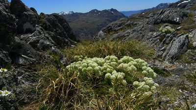 Aciphylla congesta, photographed by Sarah Richardson