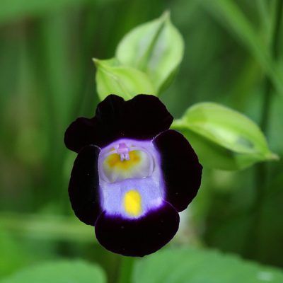 Torenia fournieri, photographed by Franz Anthony