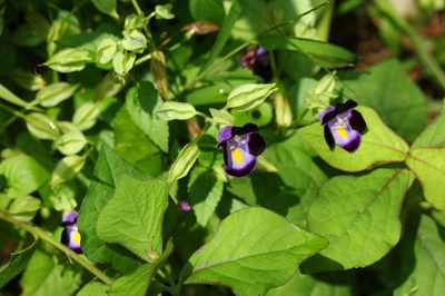 Torenia fournieri, photographed by Franz Anthony