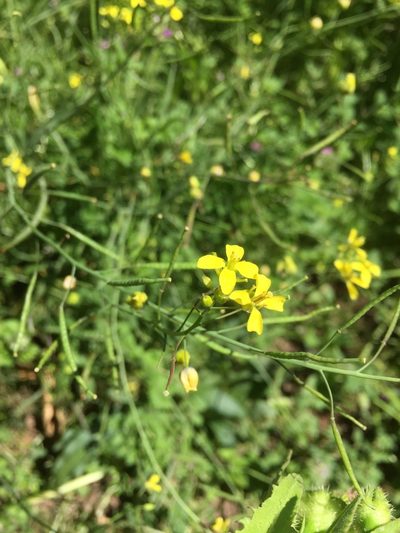 Diplotaxis catholica, photographed by Andre Hosper