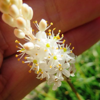 Bulbinella trinervis, photographed by linkie