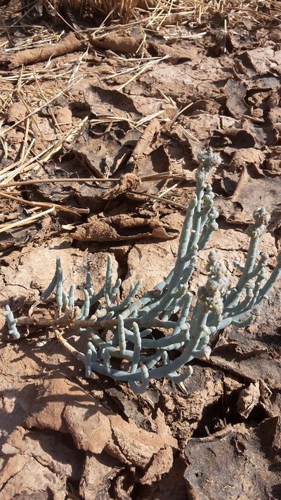 Tecticornia verrucosa, photographed by Samuel Brown