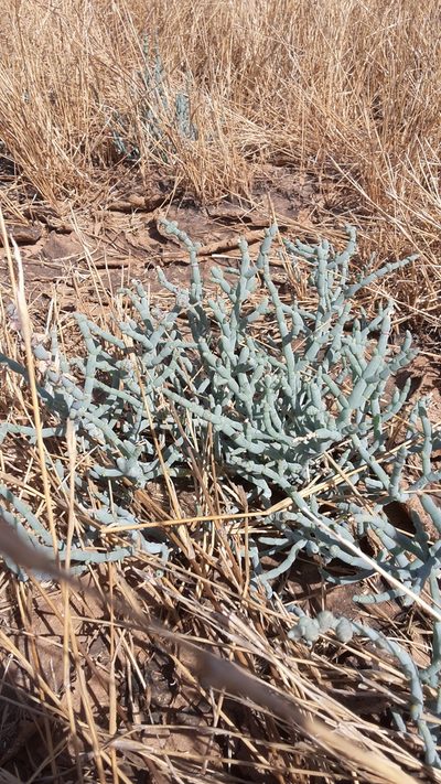 Tecticornia verrucosa, photographed by Samuel Brown