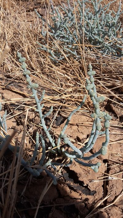 Tecticornia verrucosa, photographed by Samuel Brown