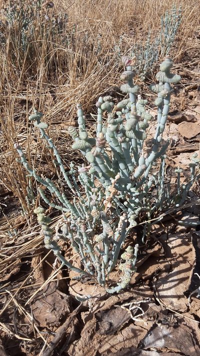 Tecticornia verrucosa, photographed by Samuel Brown