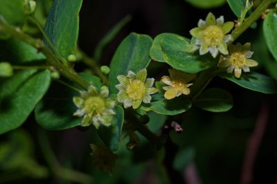 Phyllanthopsis phyllanthoides, photographed by Michelle W. （鍾偉瑋）