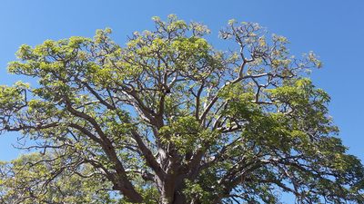 Adansonia gregorii, photographed by Samuel Brown