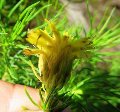 Pteronia camphorata, photographed by linkie