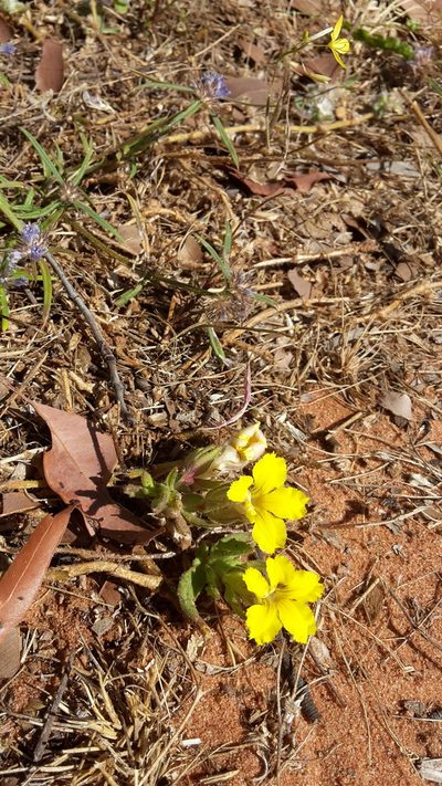 Goodenia sepalosa, photographed by Samuel Brown