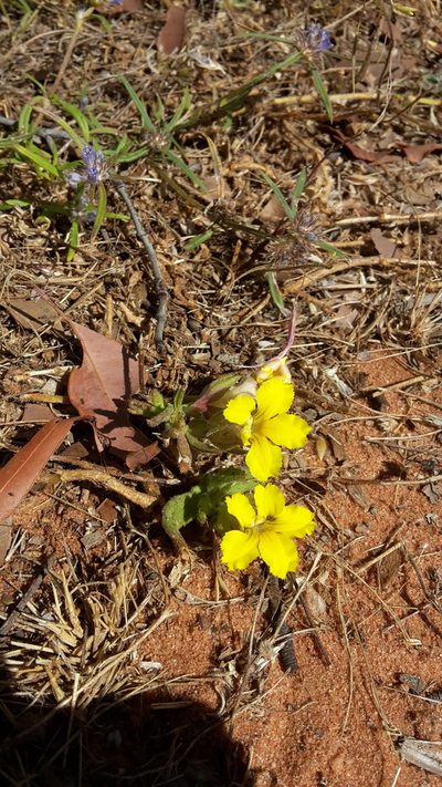 Goodenia sepalosa, photographed by Samuel Brown