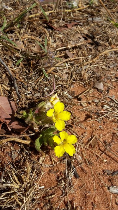 Goodenia sepalosa, photographed by Samuel Brown