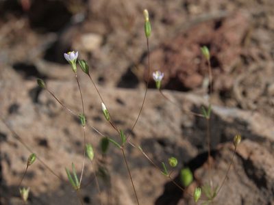 Leptosiphon septentrionalis, photographed by Jim Morefield