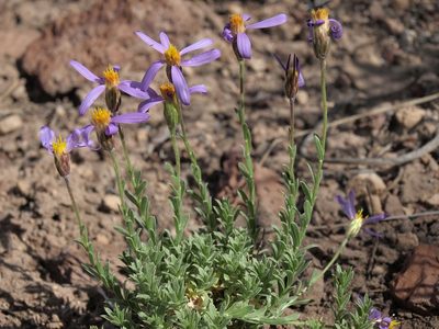 Ionactis alpina, photographed by Jim Morefield