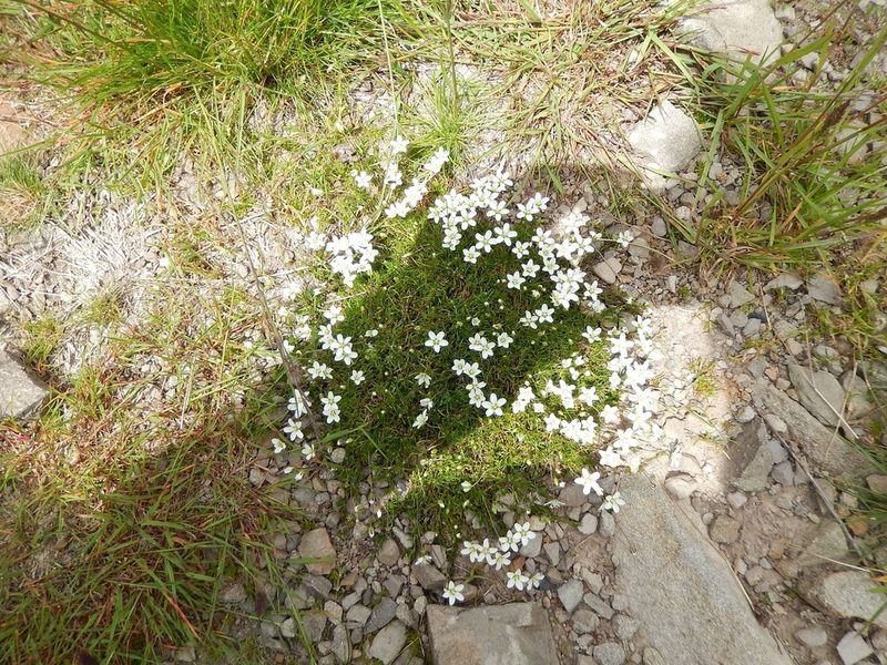 Sagina glabra, photographed by Luca Fornasari