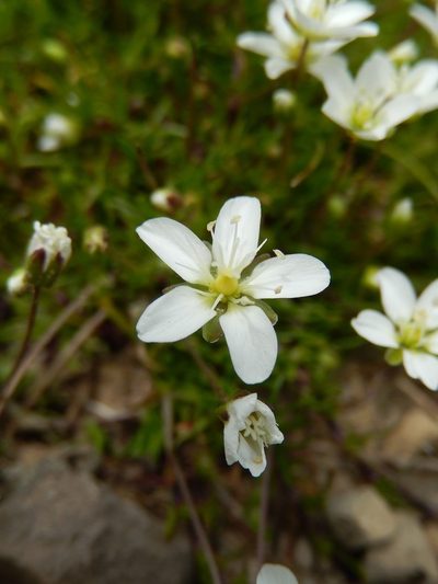 Sagina glabra, photographed by Luca Fornasari