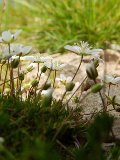 Sagina glabra, photographed by Luca Fornasari