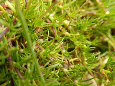 Sagina glabra, photographed by Luca Fornasari