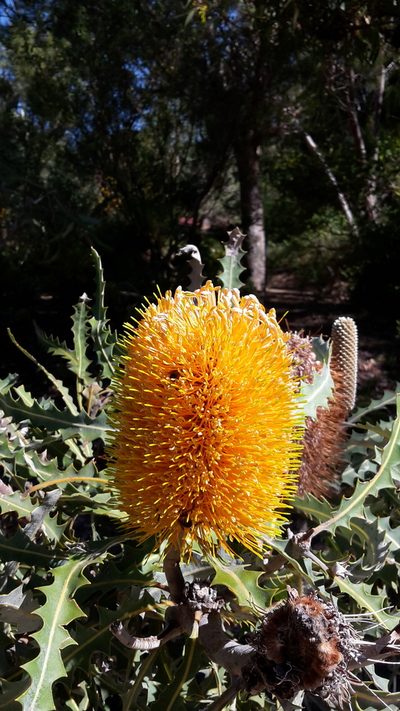 Banksia ashbyi, photographed by Samuel Brown