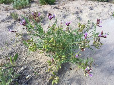 Astragalus preussii, photographed by Robbie Hannawacker