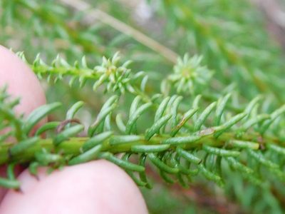 Senecio retortus, photographed by Klaus Wehrlin