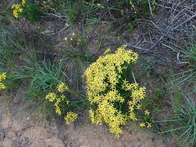 Senecio retortus, photographed by Klaus Wehrlin