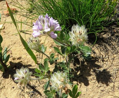 Psoralea zeyheri, photographed by linkie