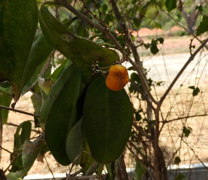 Bunchosia palmeri, photographed by Francisco Farriols Sarabia